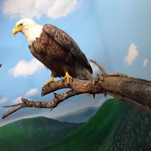 Meet your Posher, Dianne